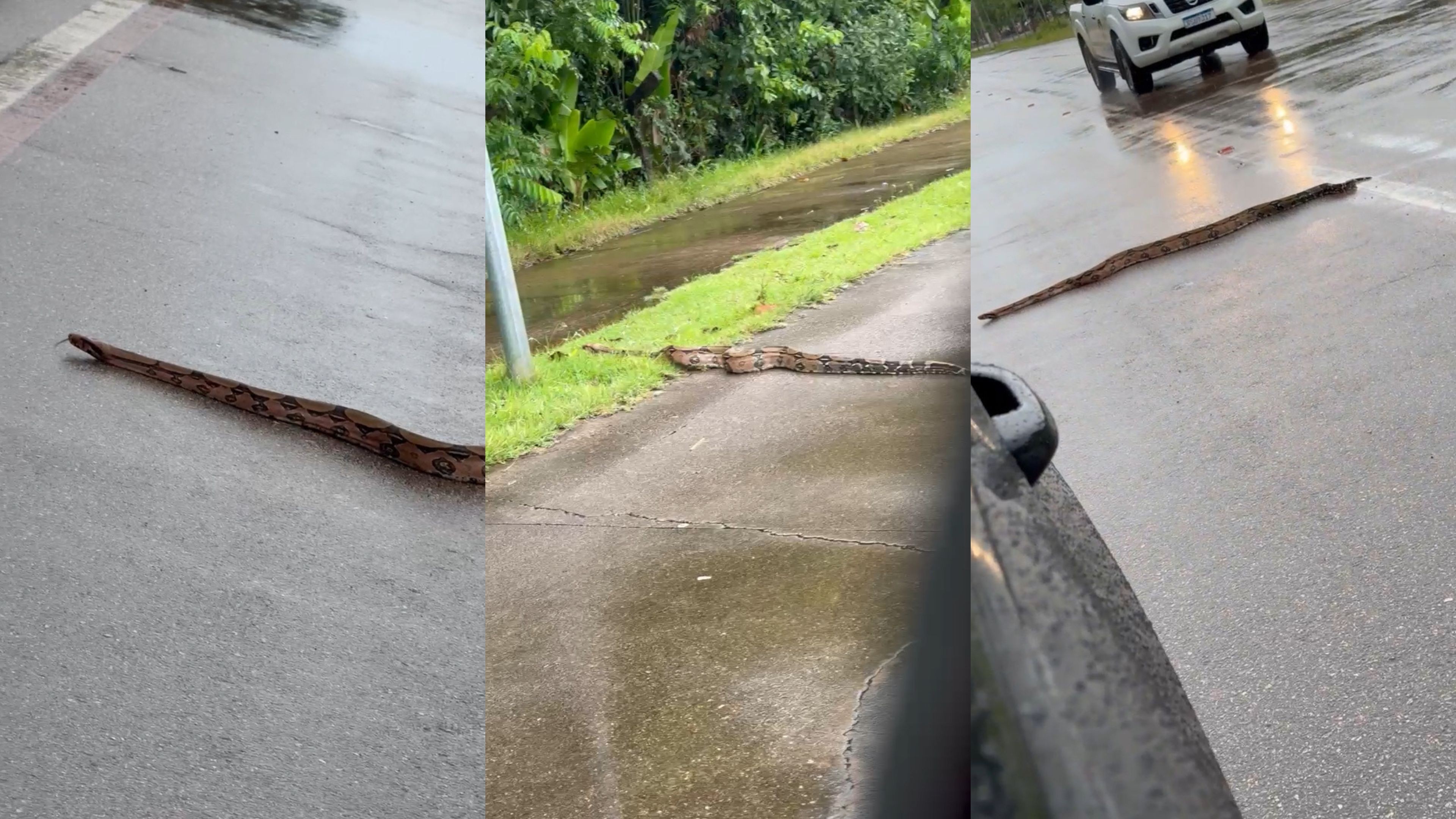 VÍDEO: Jiboia é flagrada 'passeando' no Espaço Alternativo em Porto Velho