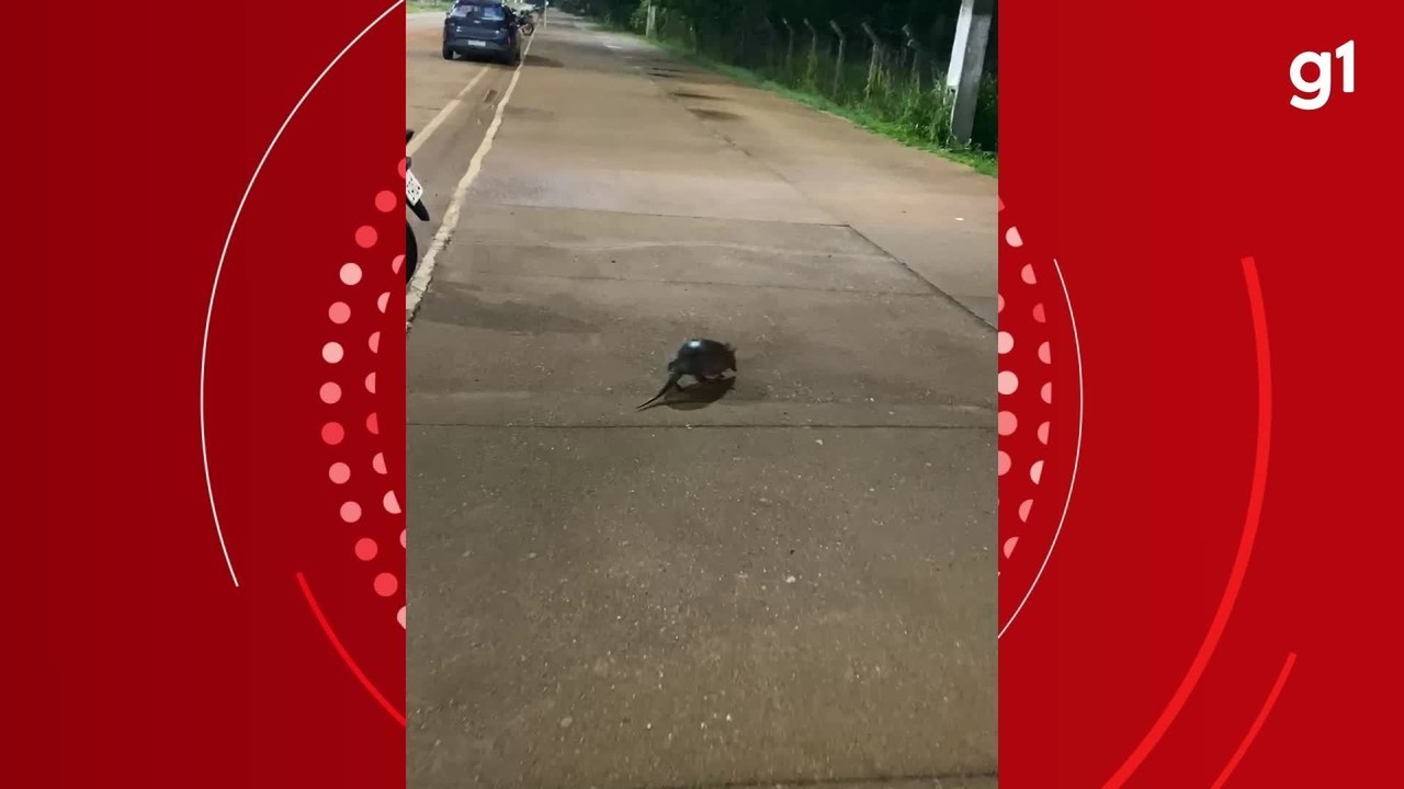 Tatu e porco-espinho: animais silvestres são vistos em áreas urbanas de Porto Velho