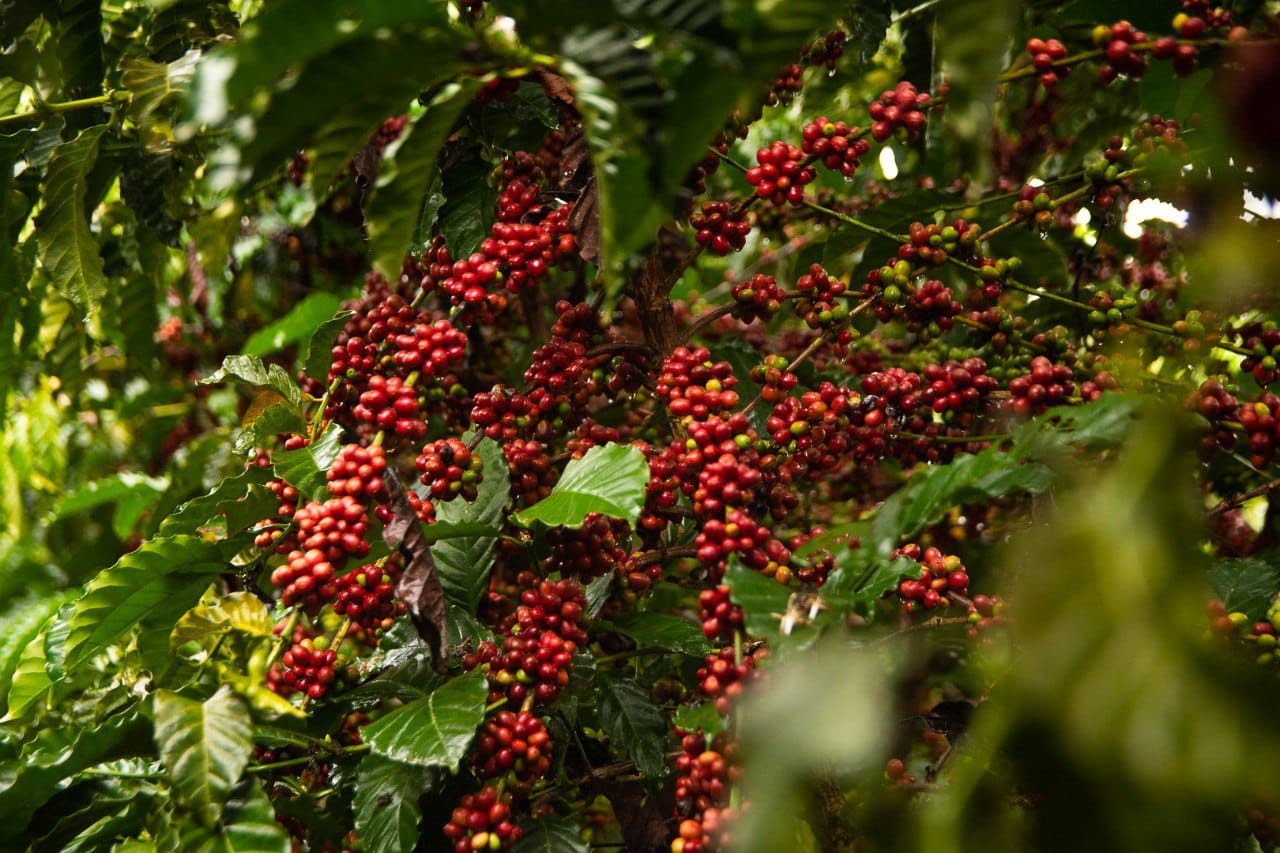 Café Robusta Amazônico de Rondônia conquista nota máxima em concurso e alcança feito inédito